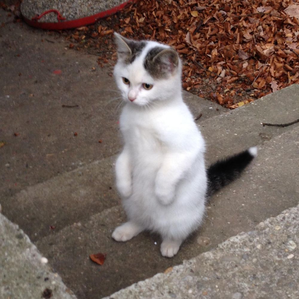 This exists: r/CatsStandingUp – byRevision